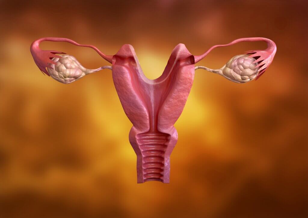 Types d’utérus et malformations utérines