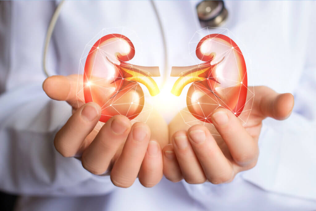 Creatinine wat is het en waarom neemt het toe? Creatinine wat is het en waarom neemt het toe?