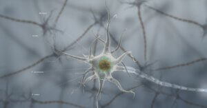 ¿Qué es la sustancia gris del cerebro?