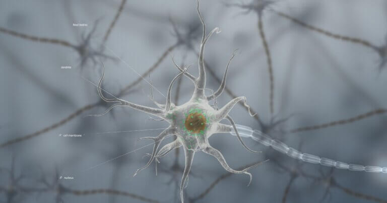 ¿Qué es la sustancia gris del cerebro?
