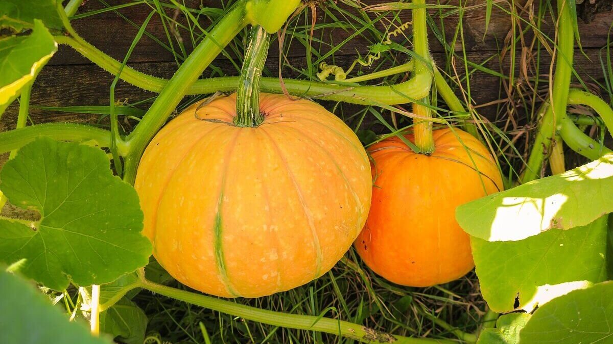 Calabazas.