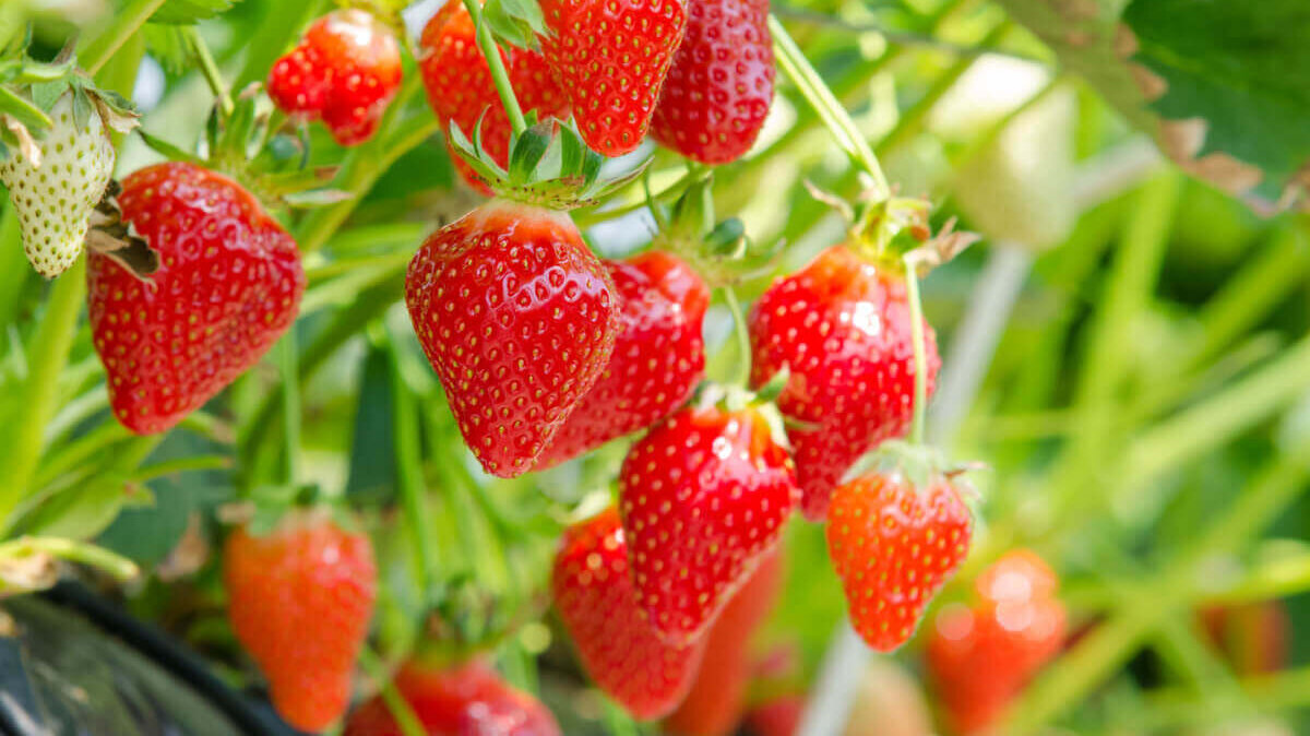 Fresas o frutillas causan pocos gases intestinales.