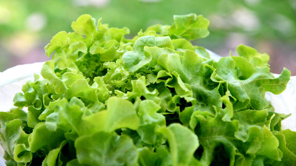 Lechuga causa pocos gases.