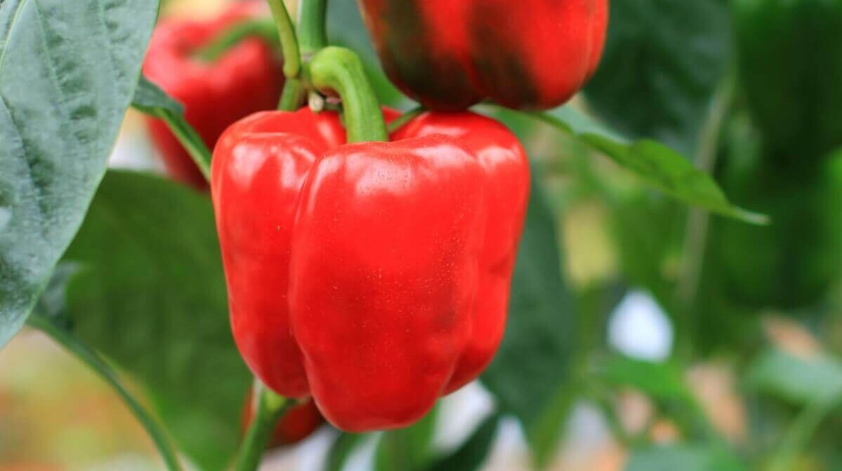 Pimientos no causan tantos gases.