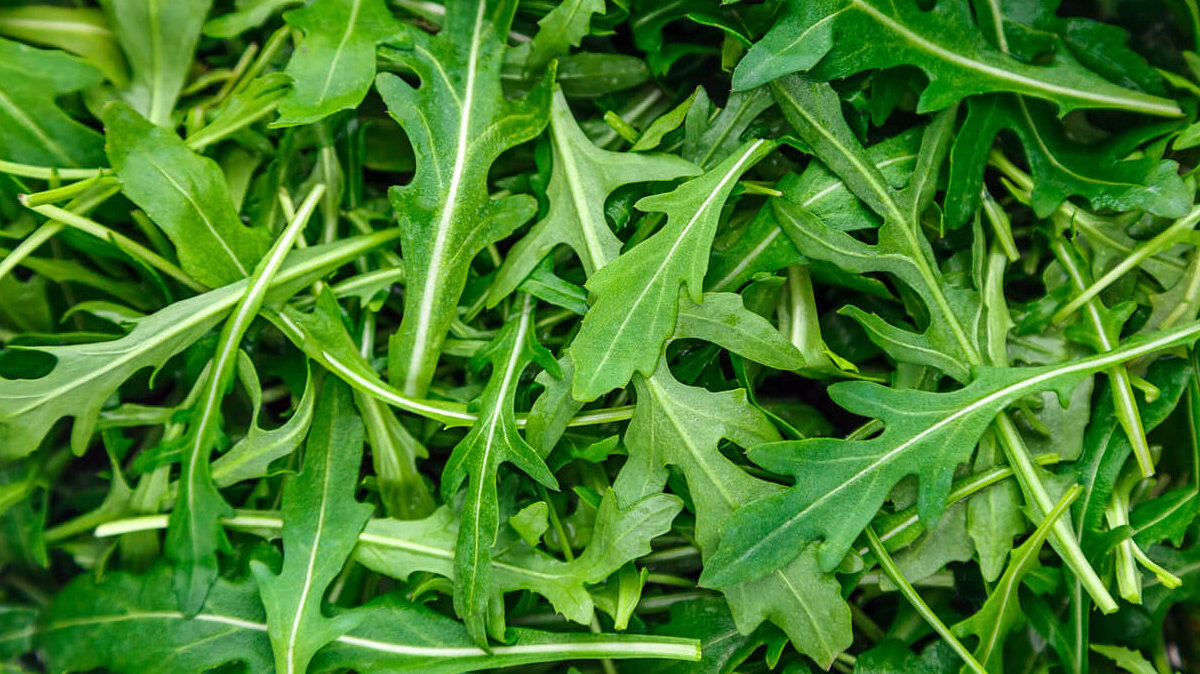 Rúcula.